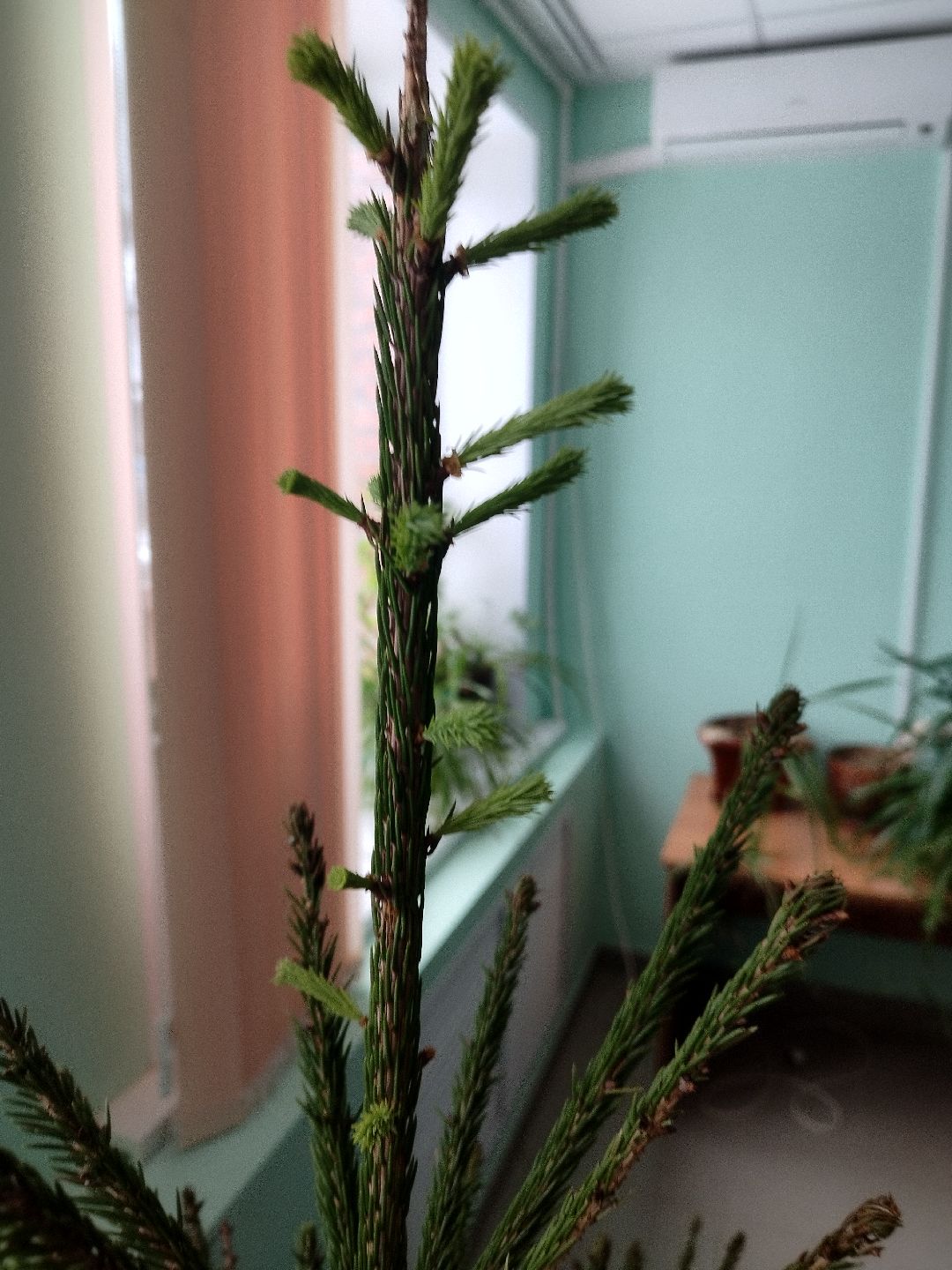 Истра, СВО, женщина, лес,