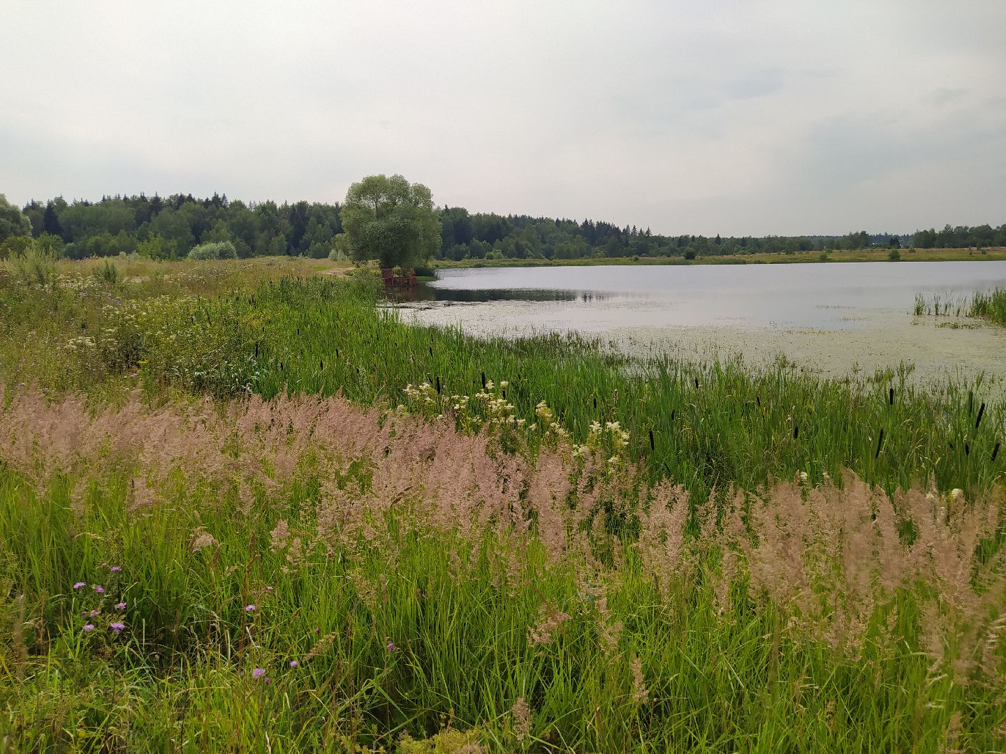 Нахабино, Красногорск, отдых, пруд