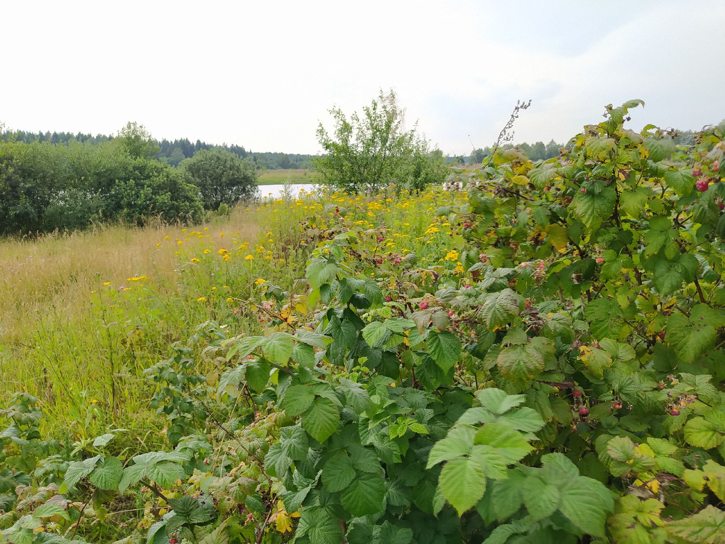 Нахабино, Красногорск, отдых, пруд