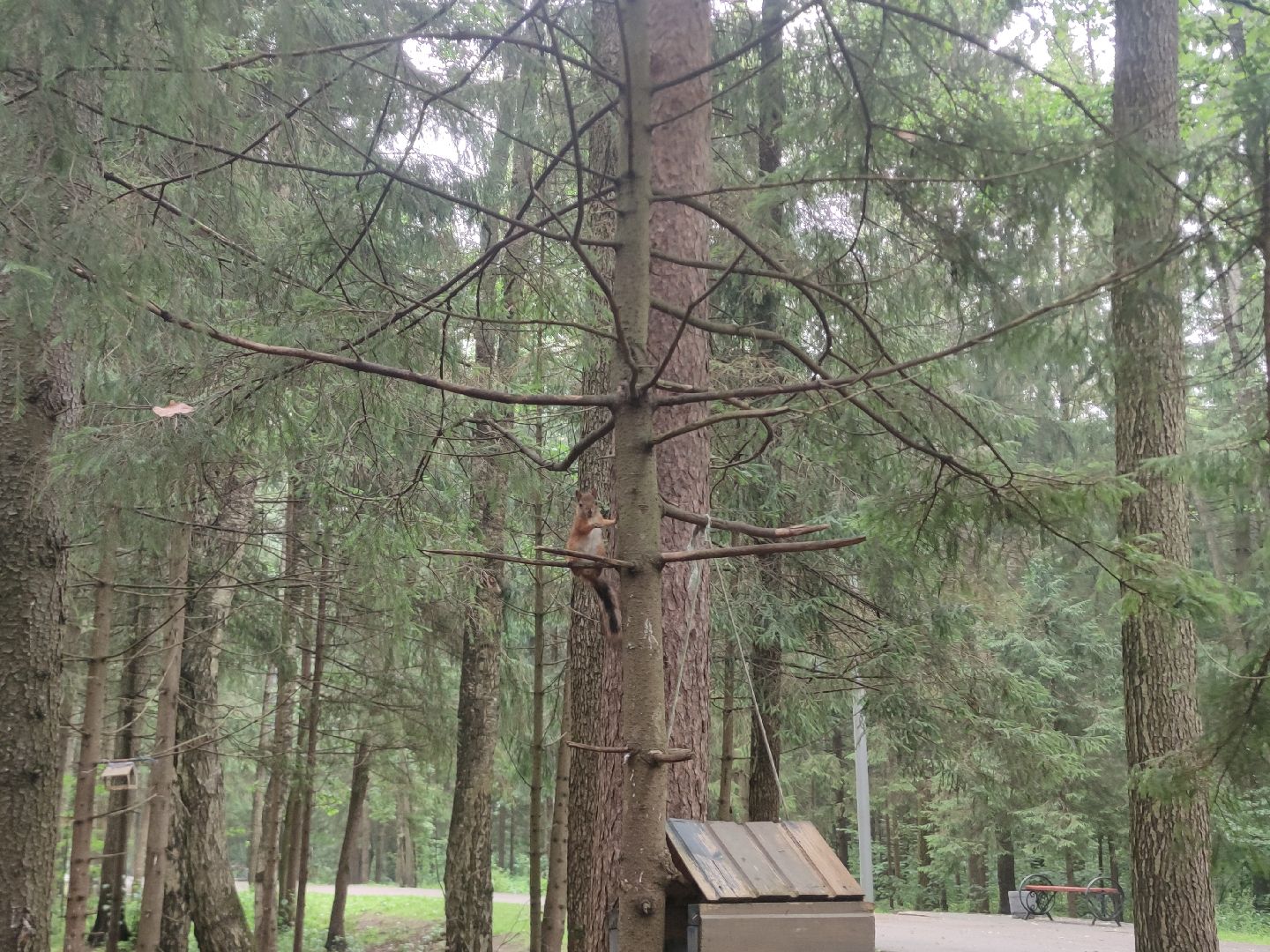 Уборка города, чистота, парк, мемориал, Дубна