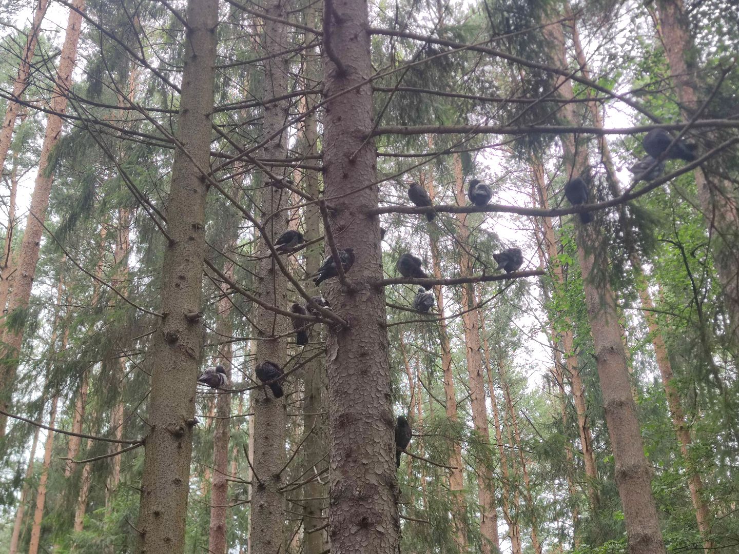 Уборка города, чистота, парк, мемориал, Дубна