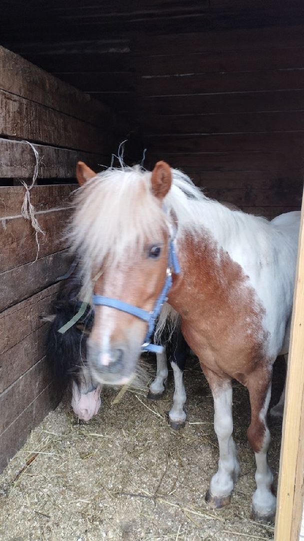 Подмосковье, Ивантеевка, дети