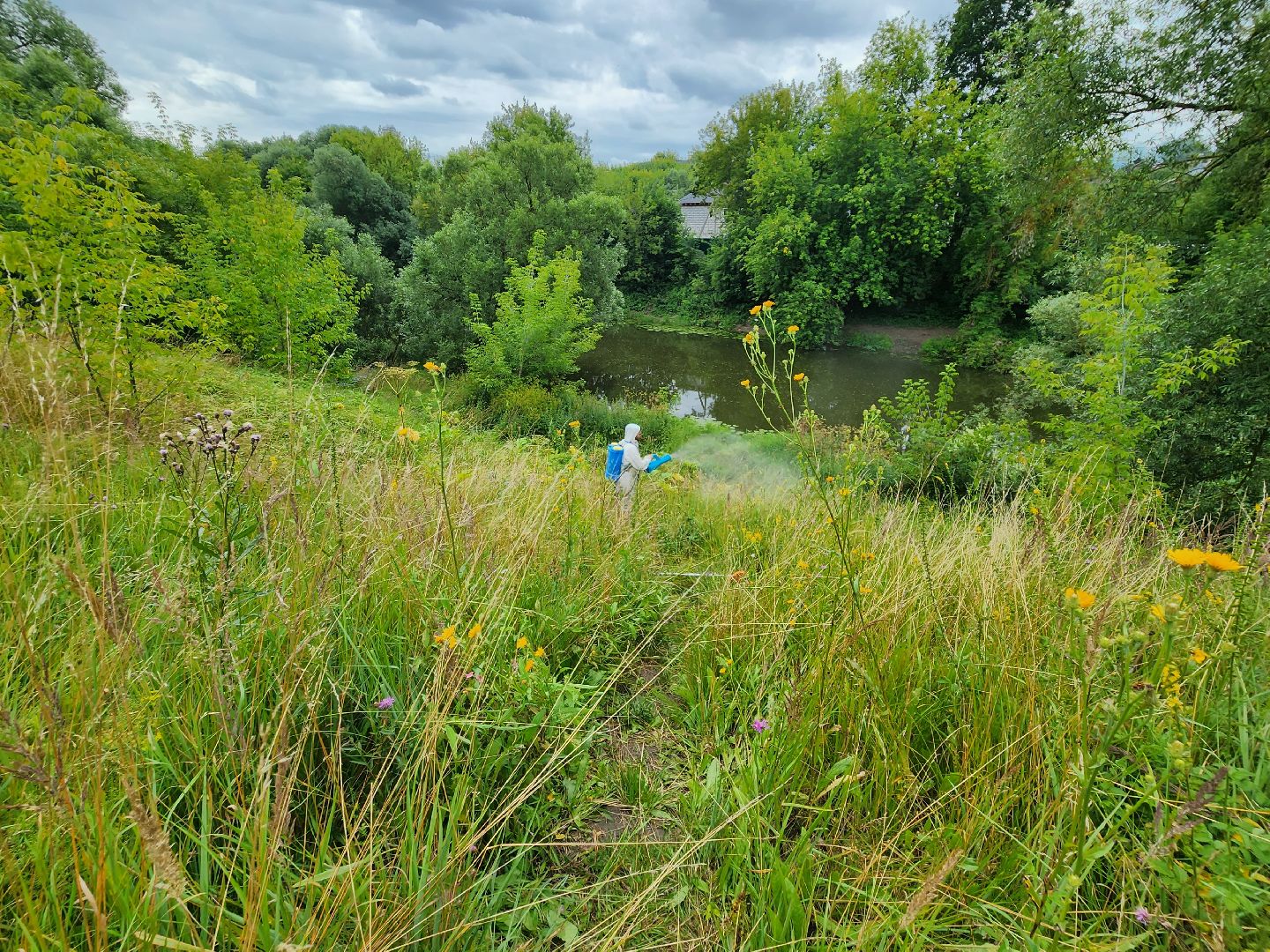 Подольск, борщевик, борьба с сорняком, отработка обращений