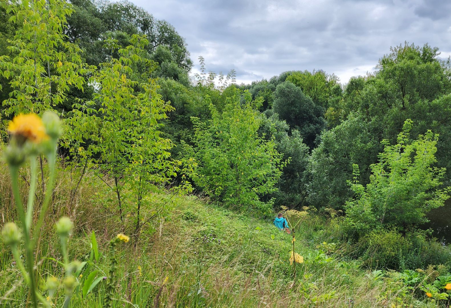Подольск, борщевик, борьба с сорняком, отработка обращений