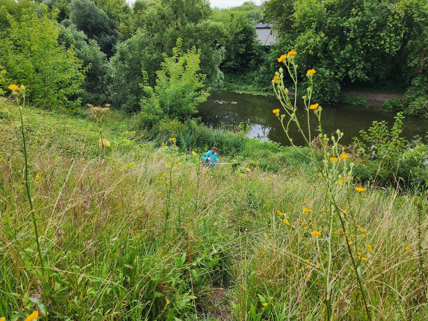 Подольск, борщевик, борьба с сорняком, отработка обращений