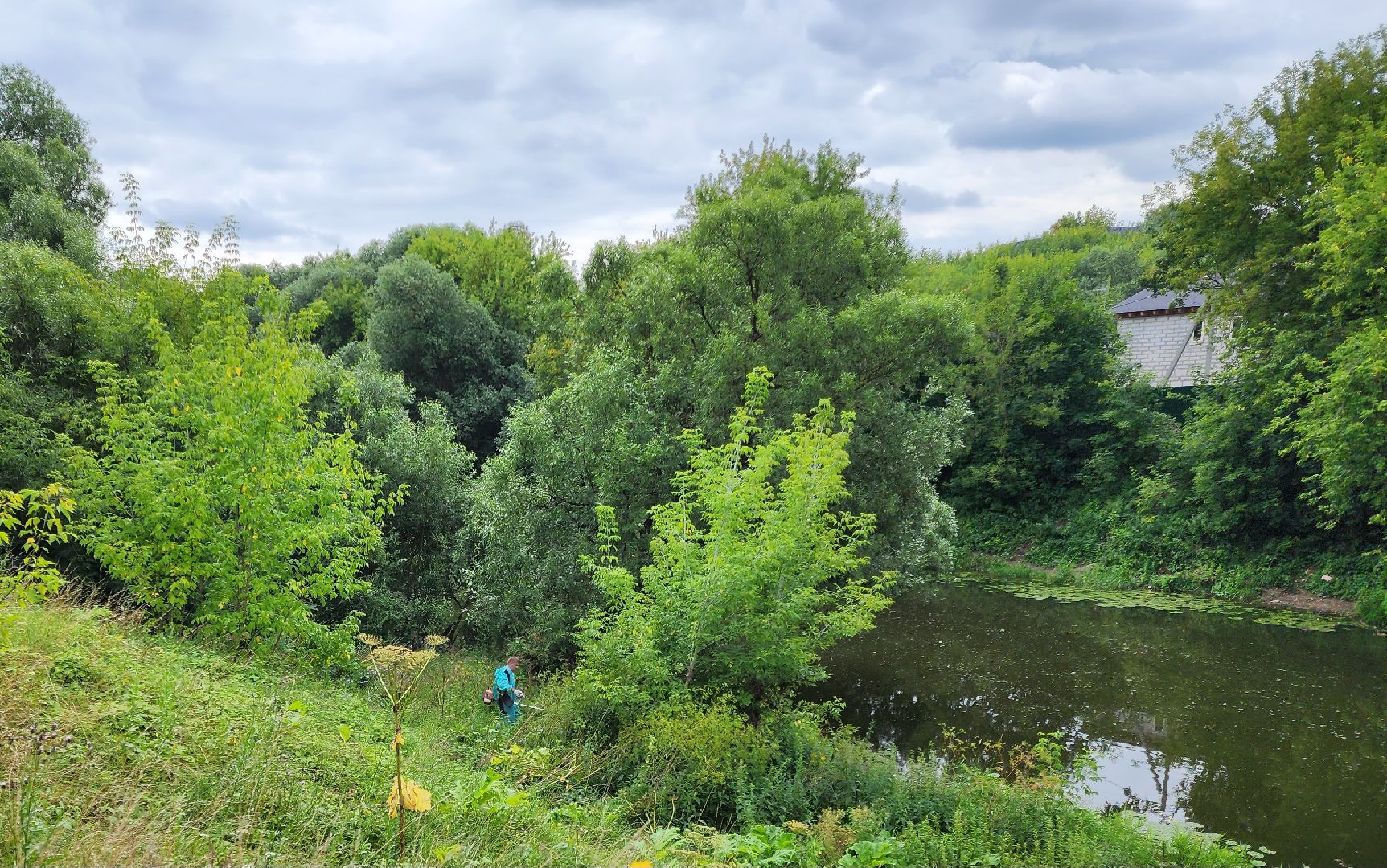 Подольск, борщевик, борьба с сорняком, отработка обращений