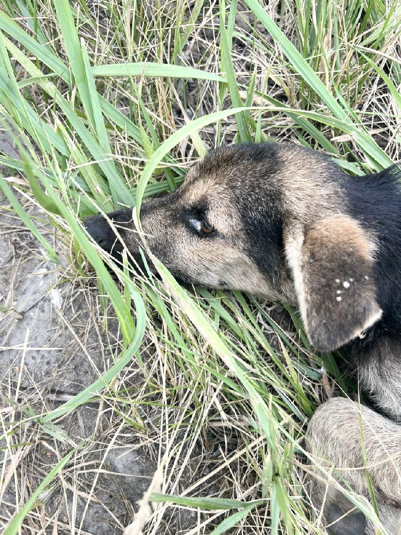 Домодедово, спасение животных, доброе дело, спасти Джека, история жителя, сломанные лапы, брошенный пес