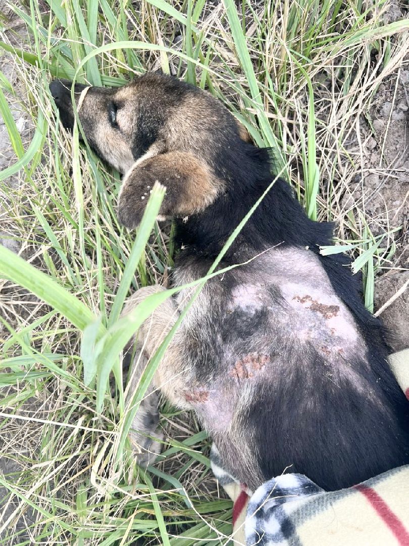 Домодедово, спасение животных, доброе дело, спасти Джека, история жителя, сломанные лапы, брошенный пес