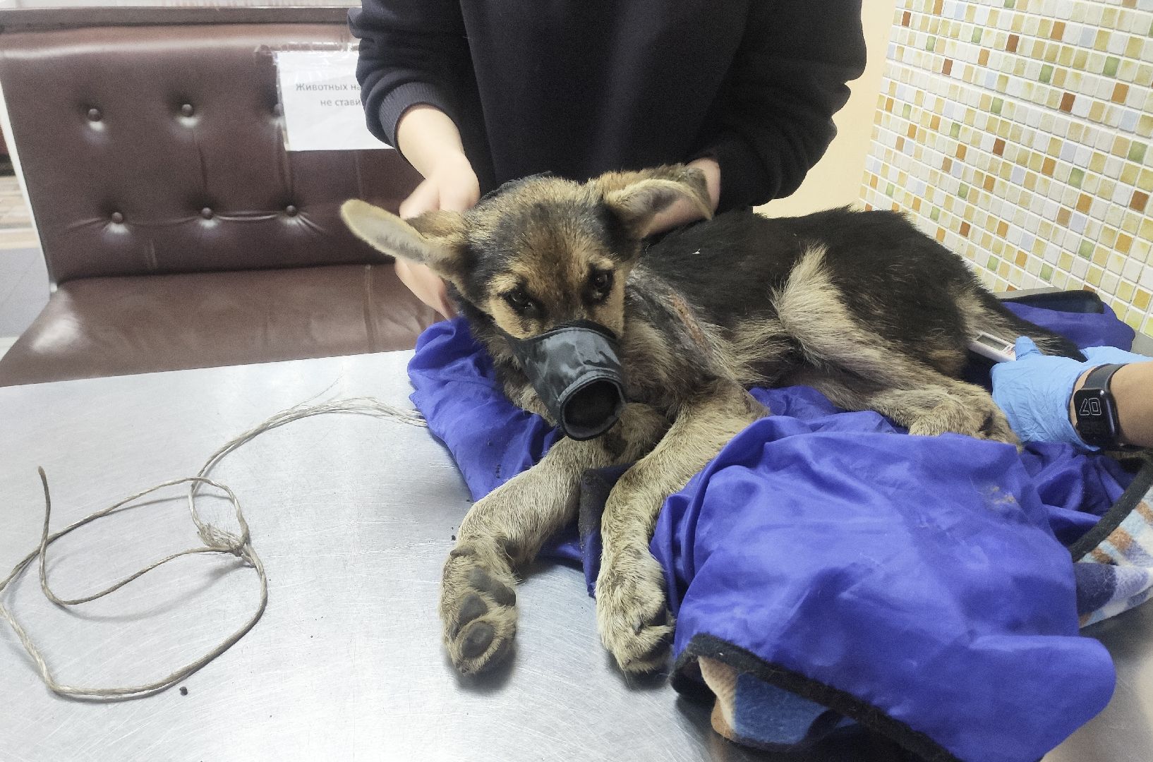 Домодедово, спасение животных, доброе дело, спасти Джека, история жителя, сломанные лапы, брошенный пес