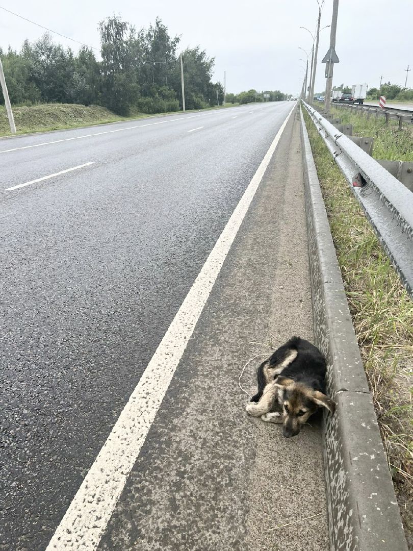Домодедово, спасение животных, доброе дело, спасти Джека, история жителя, сломанные лапы, брошенный пес