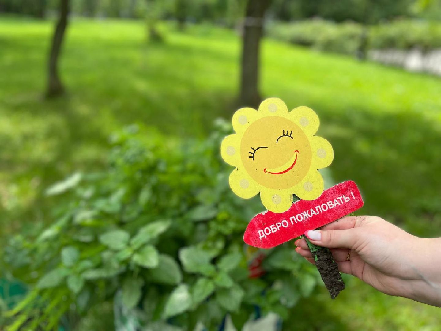 лыткарино, огород, первые плоды