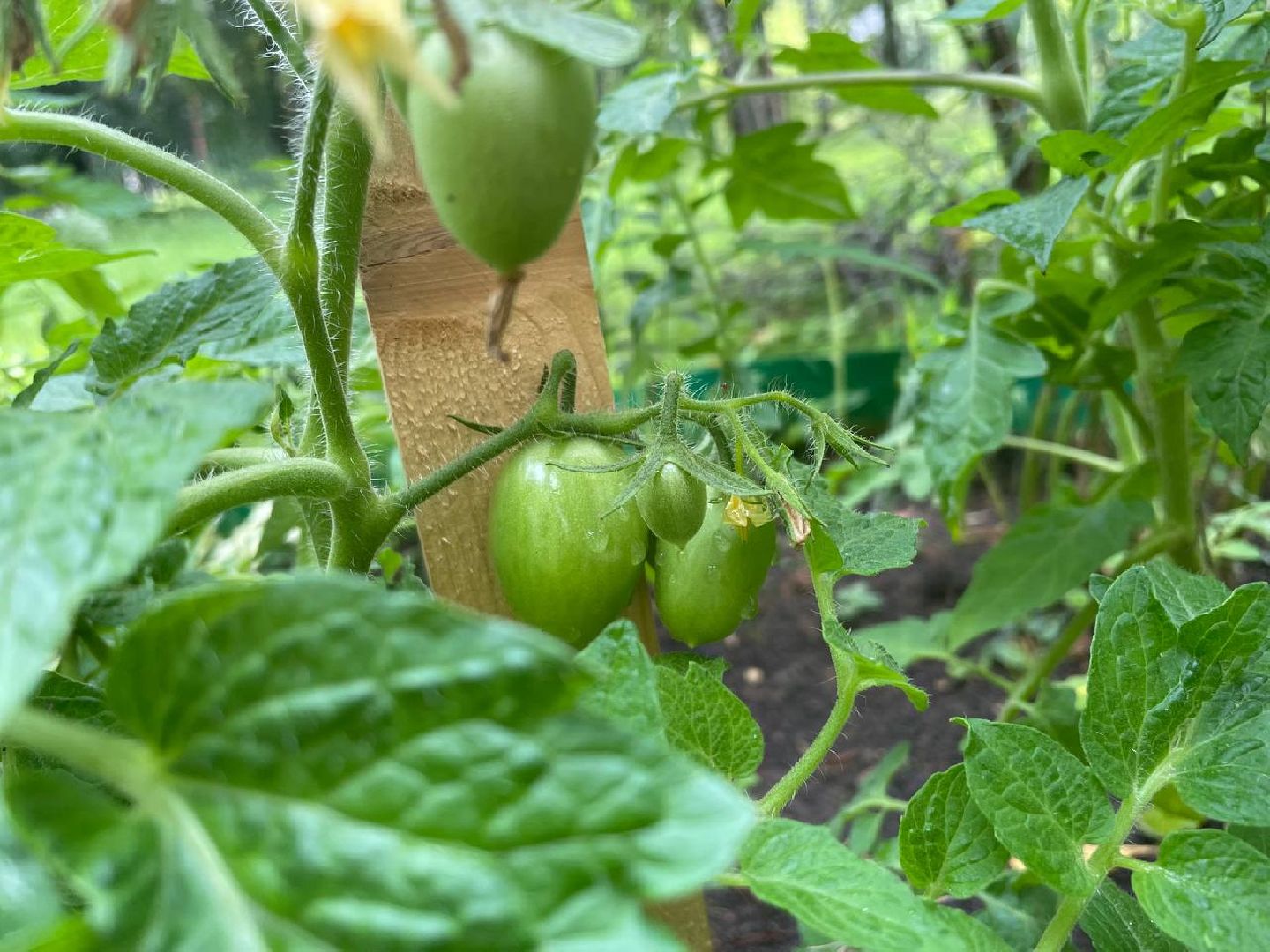 лыткарино, огород, первые плоды