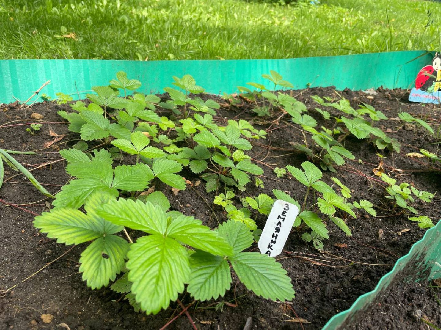 лыткарино, огород, первые плоды