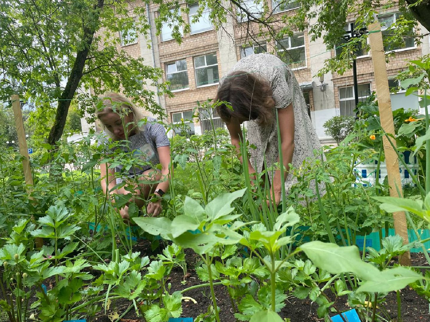 лыткарино, огород, первые плоды