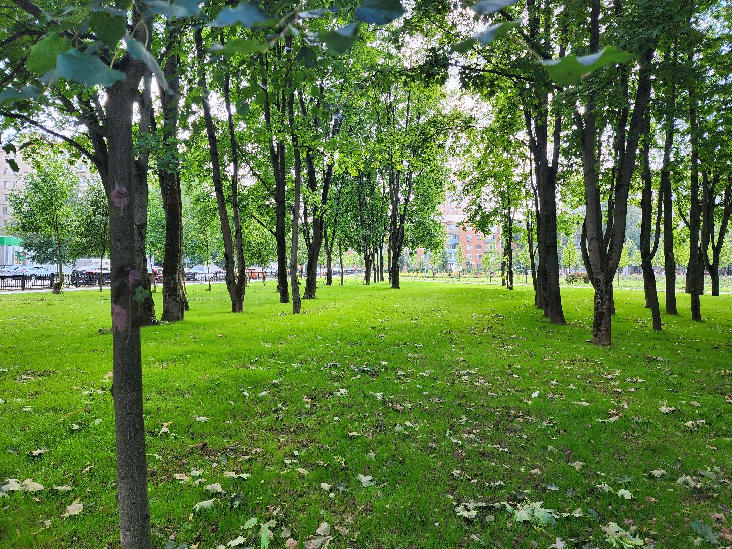 Подольск, благоустройство, газон, обращения жителей