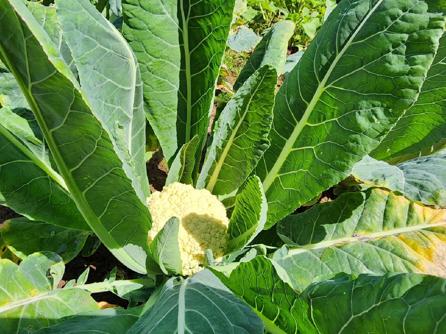 дети, детский сад, Лосино-Петровский