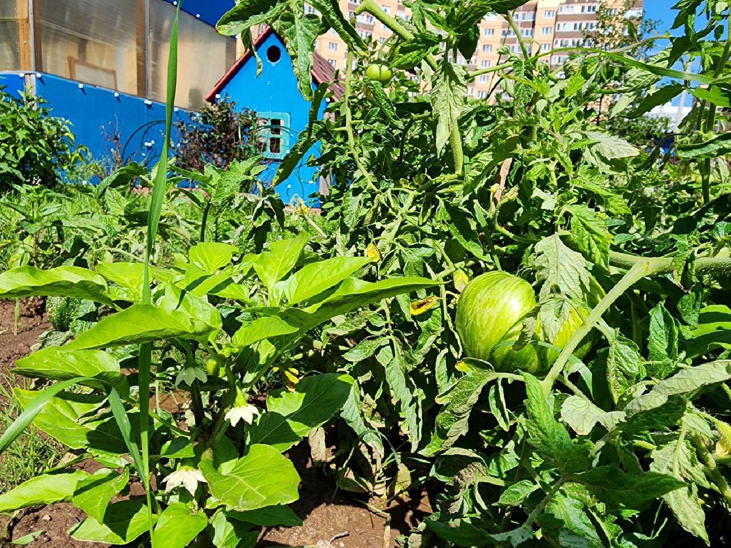 дети, детский сад, Лосино-Петровский