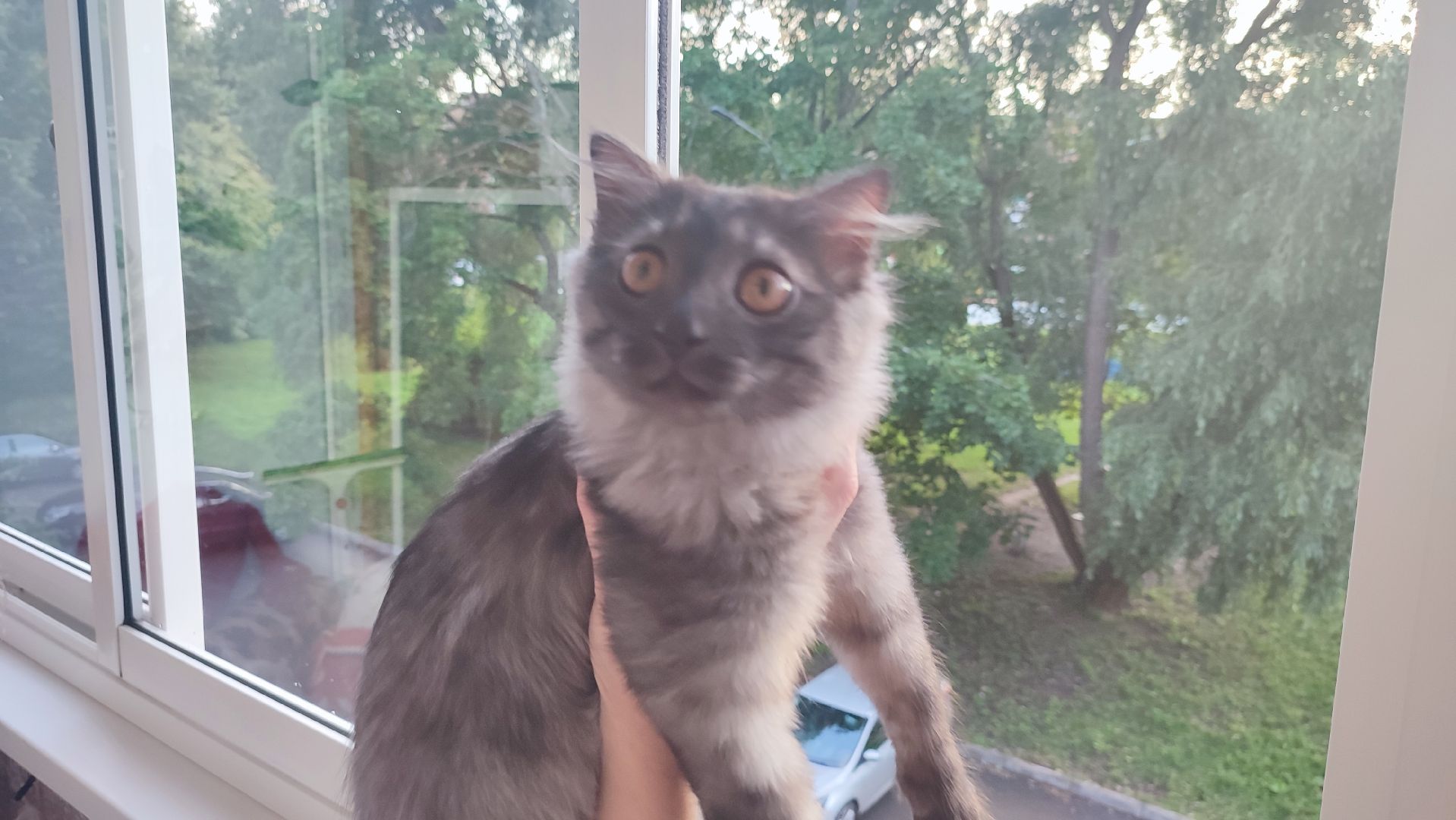 Кашира, собаки, кошки, путешествия, правила, ветеринарный врач