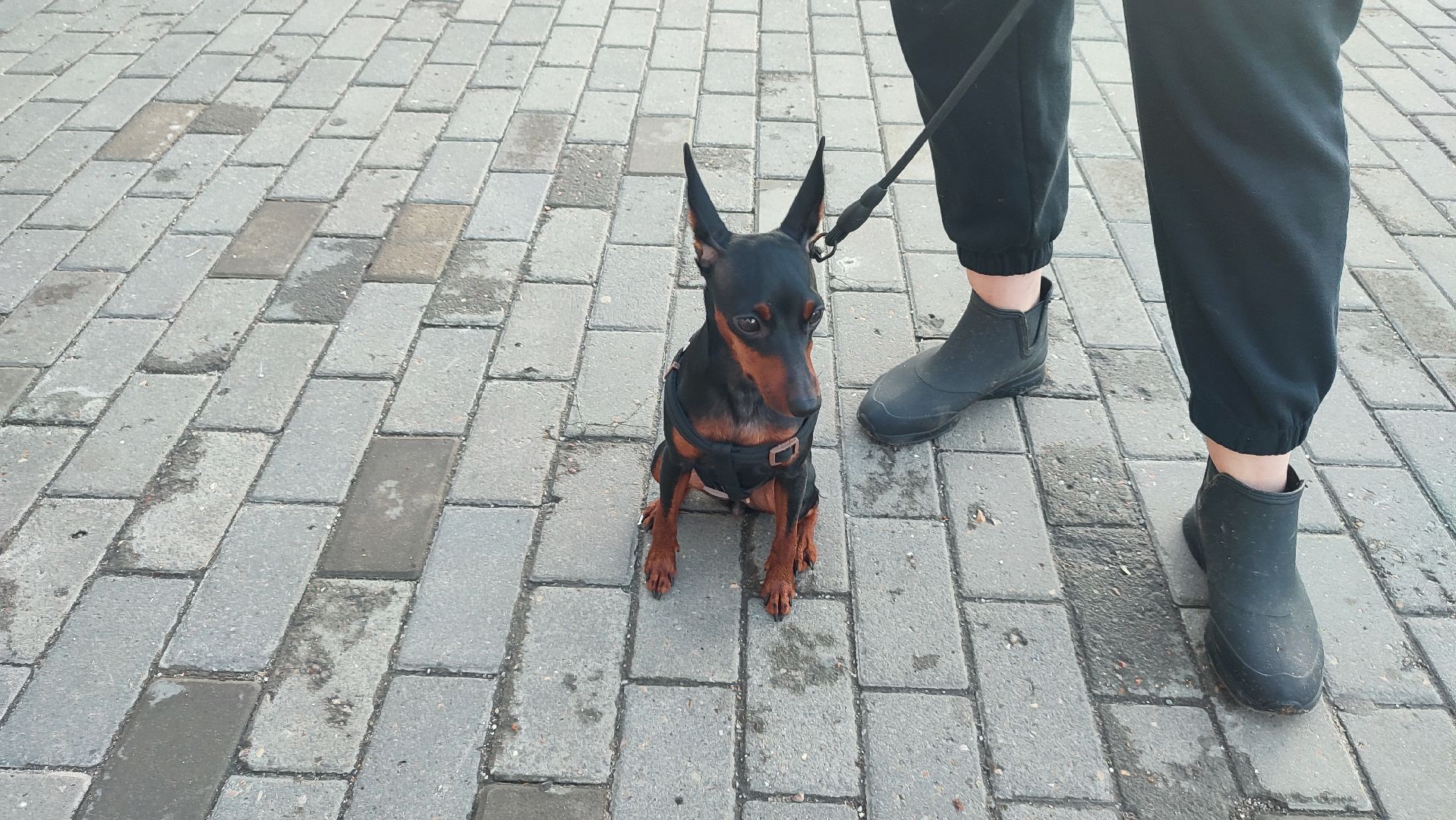 Кашира, собаки, кошки, путешествия, правила, ветеринарный врач