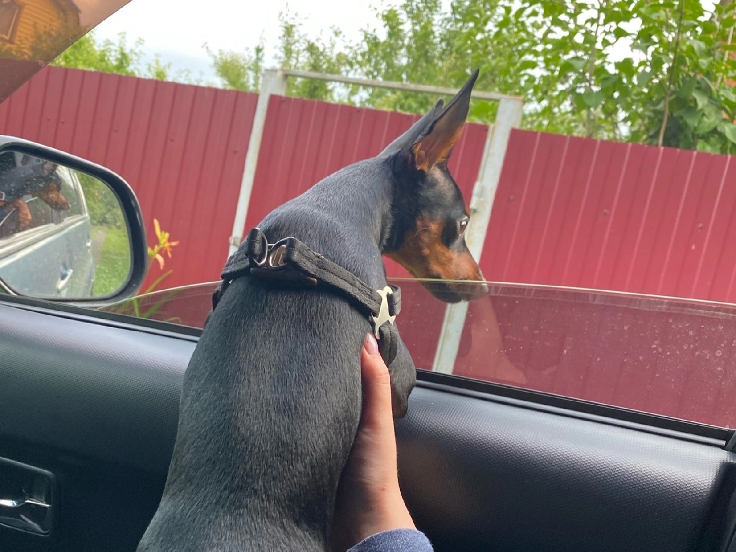 Кашира, собаки, кошки, путешествия, правила, ветеринарный врач