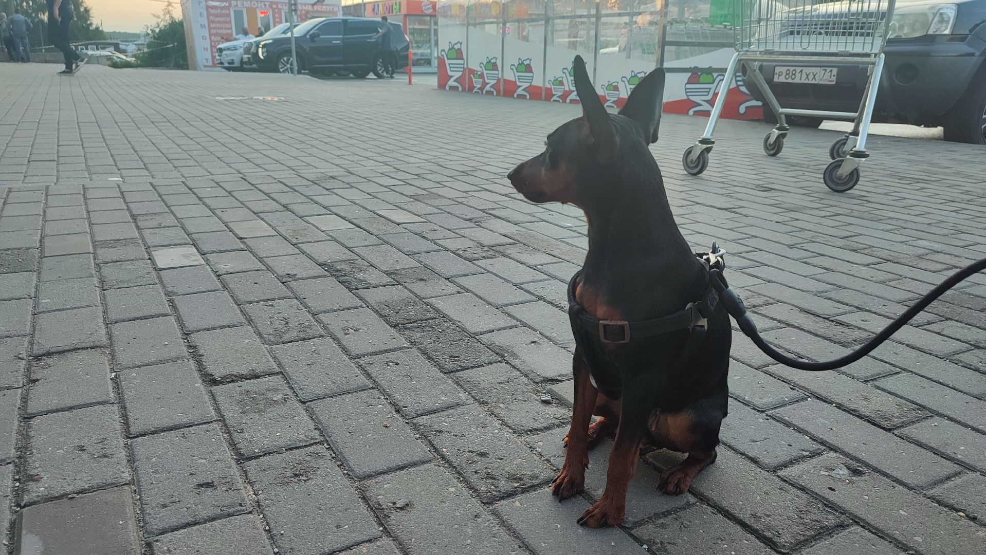 Кашира, собаки, кошки, путешествия, правила, ветеринарный врач