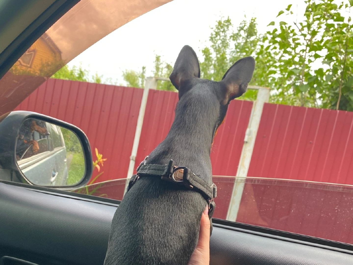 Кашира, собаки, кошки, путешествия, правила, ветеринарный врач