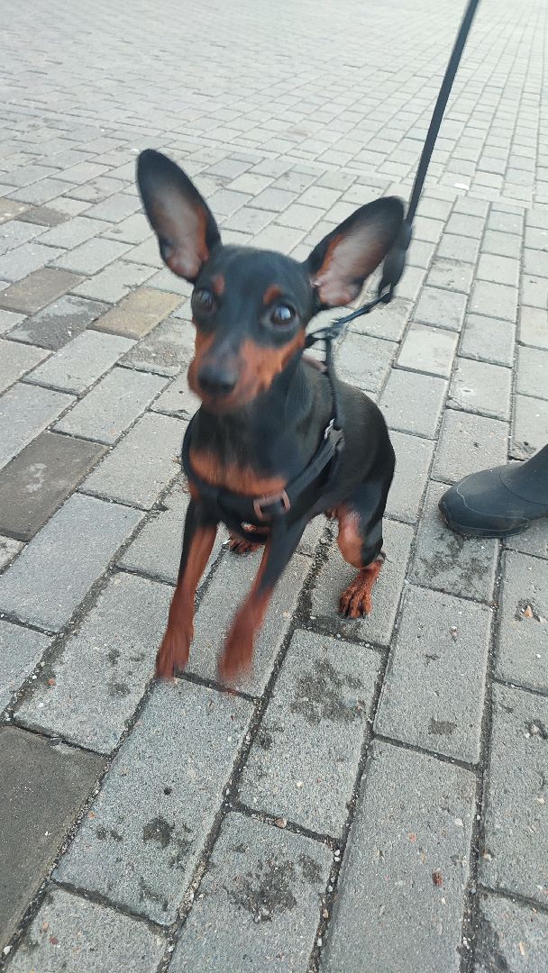 Кашира, собаки, кошки, путешествия, правила, ветеринарный врач