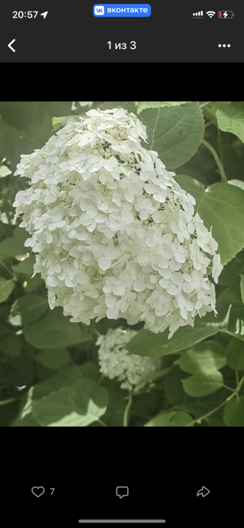 Цветы, парк, туризм, гортензии