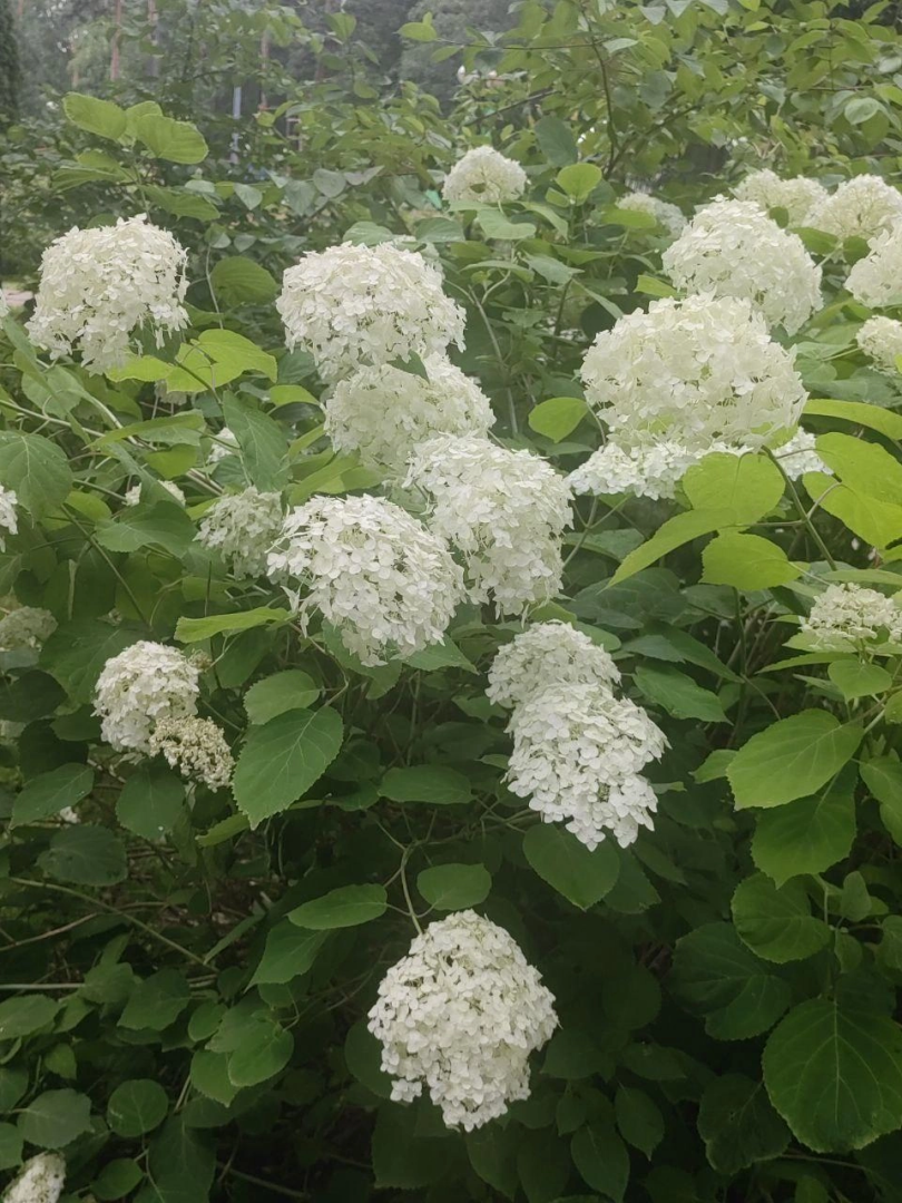 Цветы, парк, туризм, гортензии