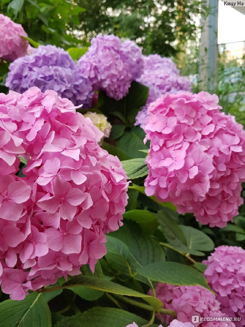 Цветы, парк, туризм, гортензии