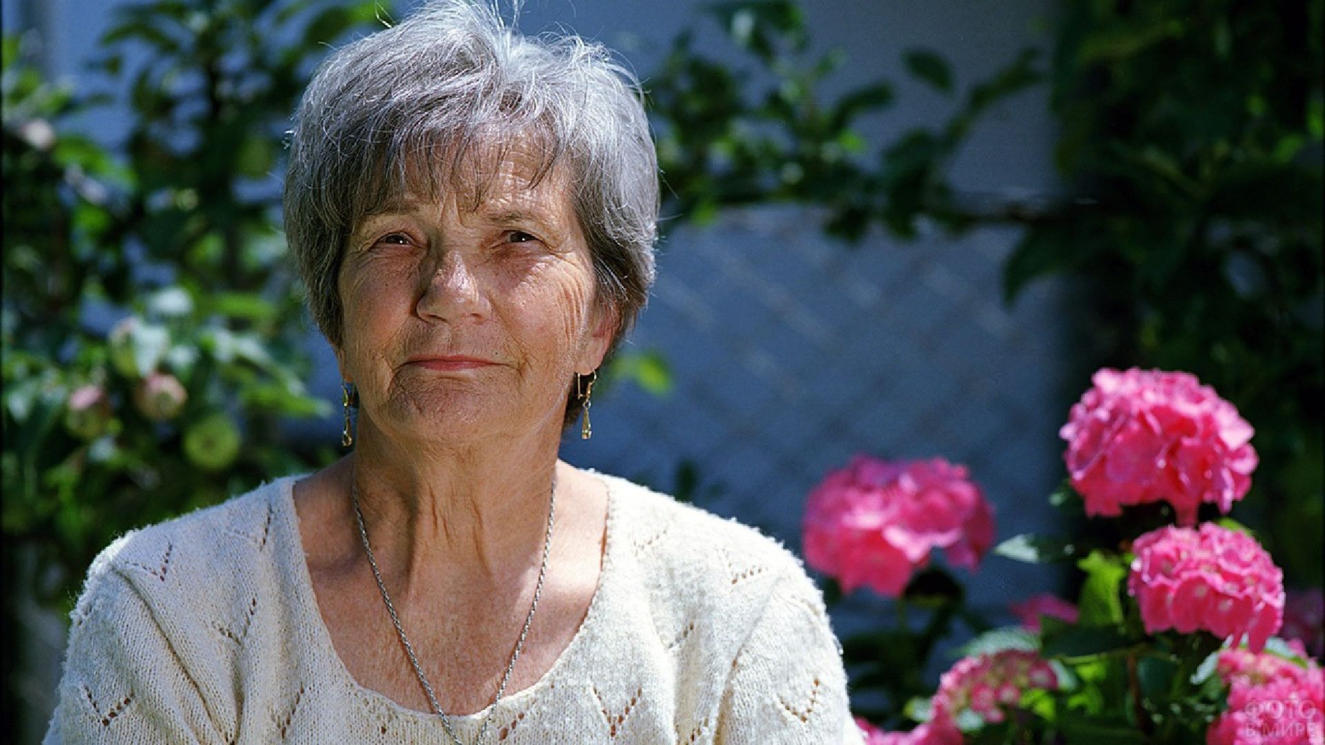 Цветы, парк, туризм, гортензии