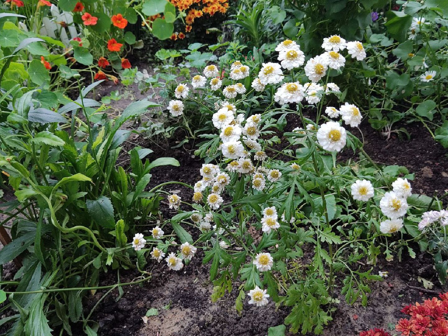 Долгопрудный, цветник, клумба, конкурс, благоустройство