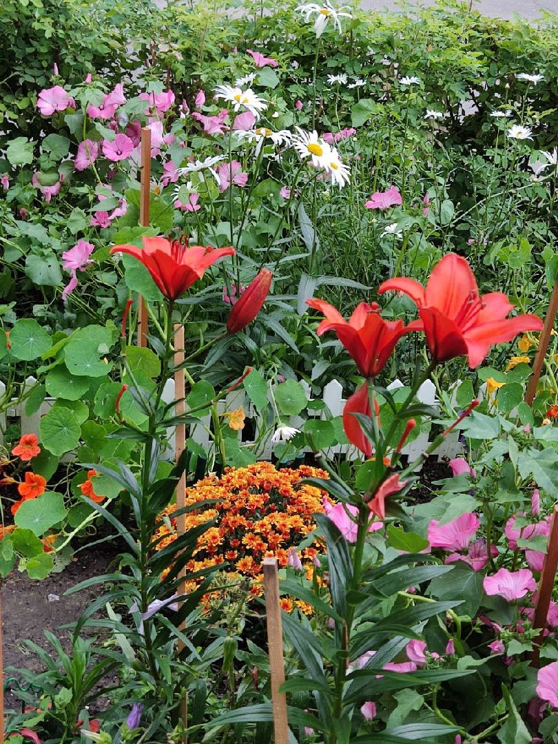 Долгопрудный, цветник, клумба, конкурс, благоустройство