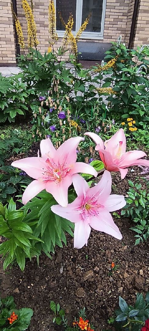 Долгопрудный, цветник, клумба, конкурс, благоустройство