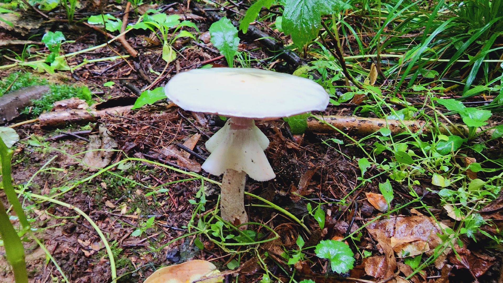 Подмосковье, Ивантеевка, экология