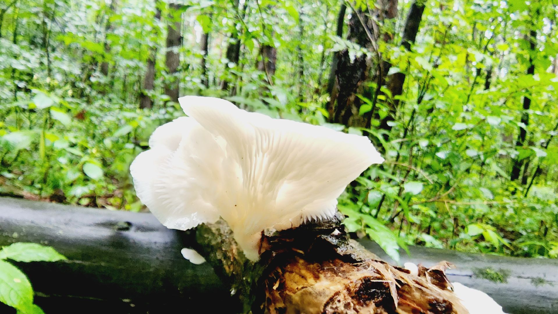 Подмосковье, Ивантеевка, экология