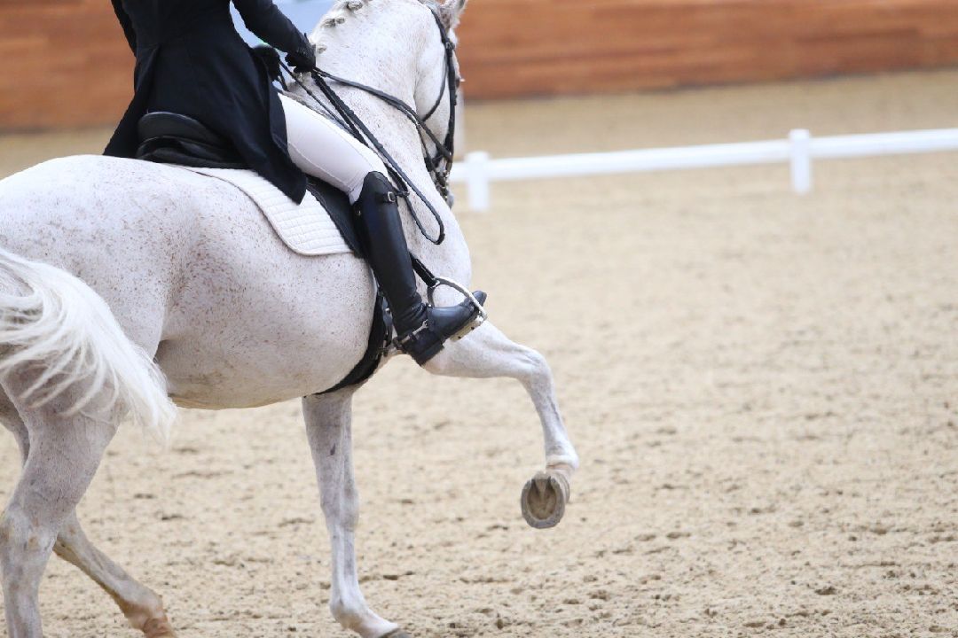 Дмитров, MAXIMA PARK, конный спорт