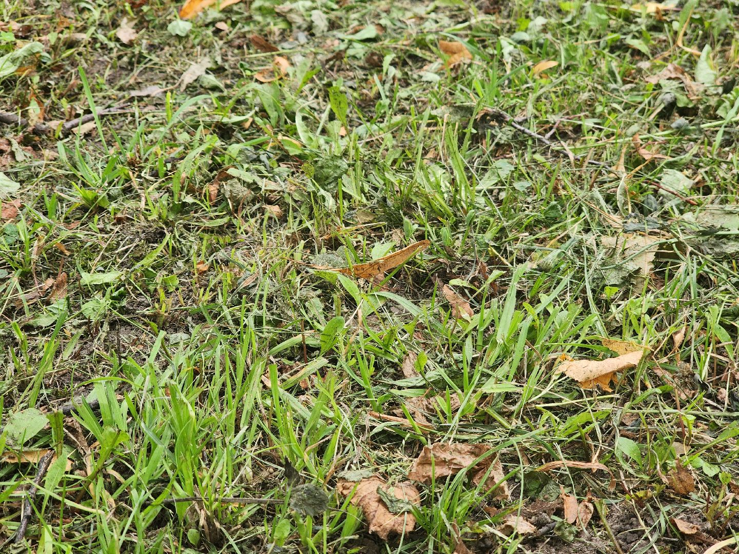 Павловский Посад, городской округ Павловский Посад, парк, лето, благоустройство, газон