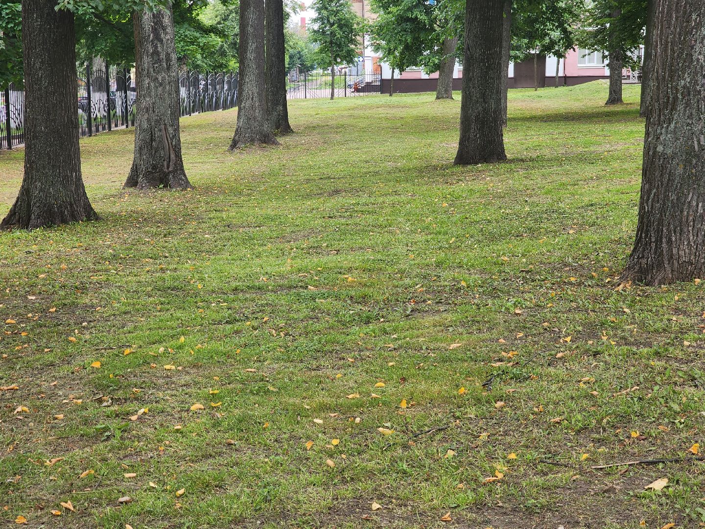 Павловский Посад, городской округ Павловский Посад, парк, лето, благоустройство, газон