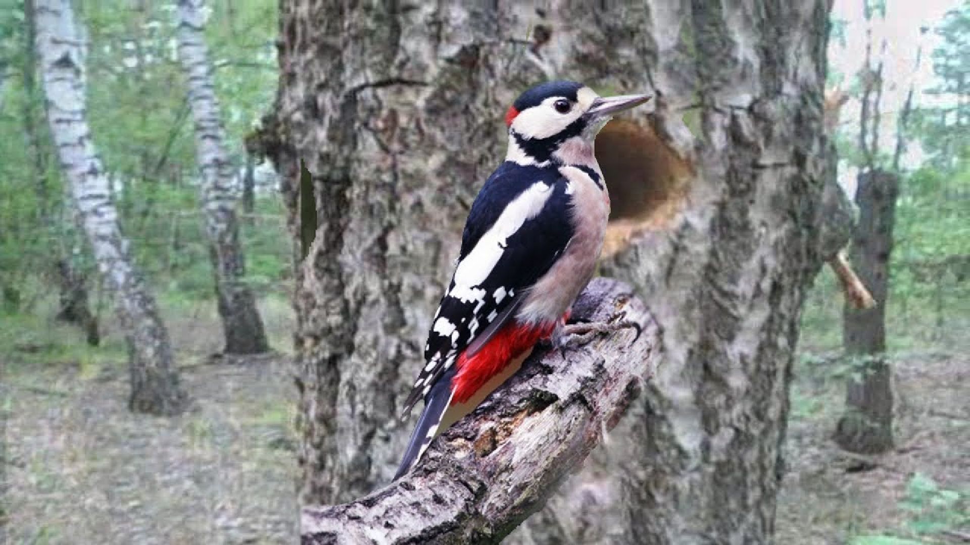 Дятлы, природа, лес, Крсногорск