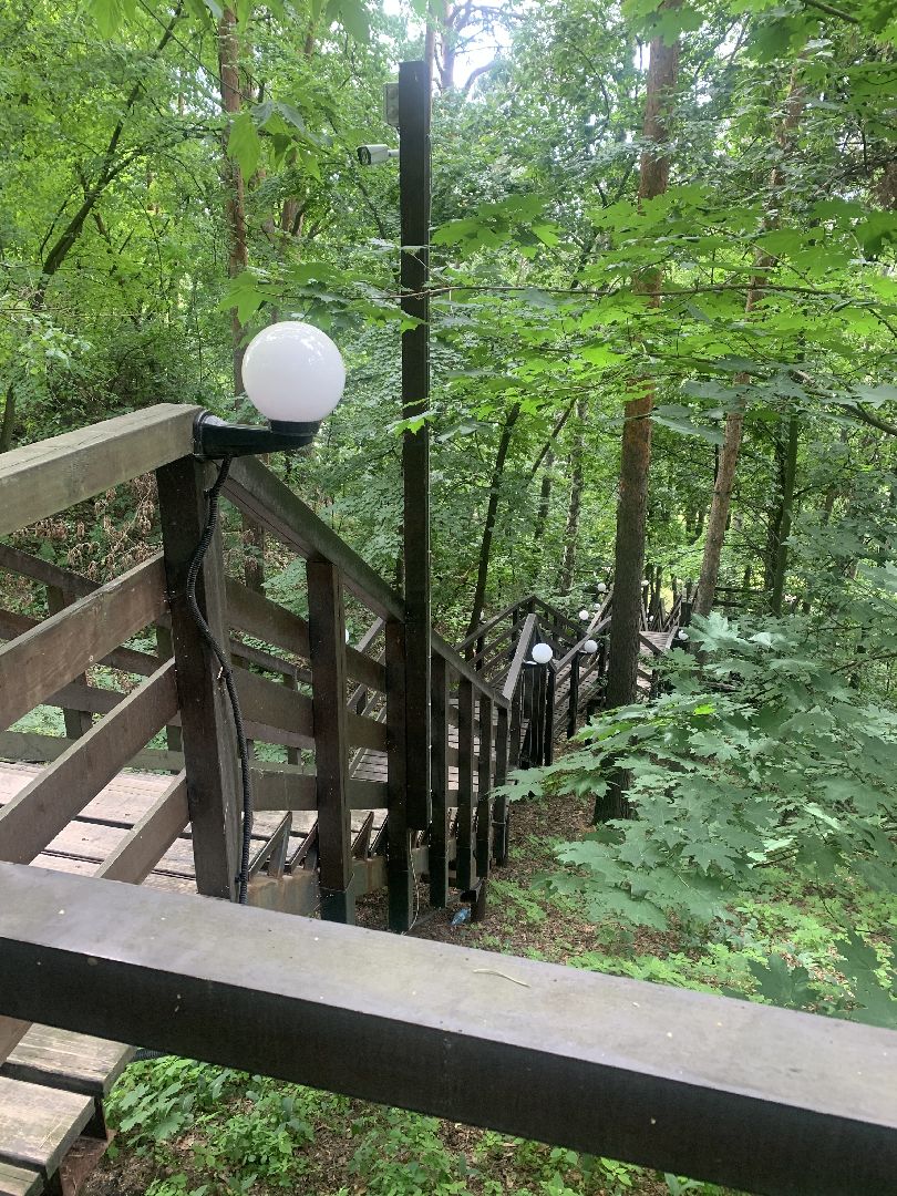 Дятлы, природа, лес, Крсногорск