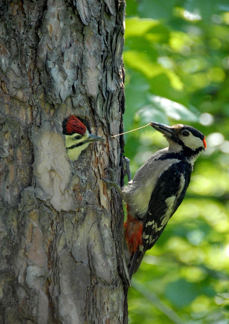 Дятлы, природа, лес, Крсногорск