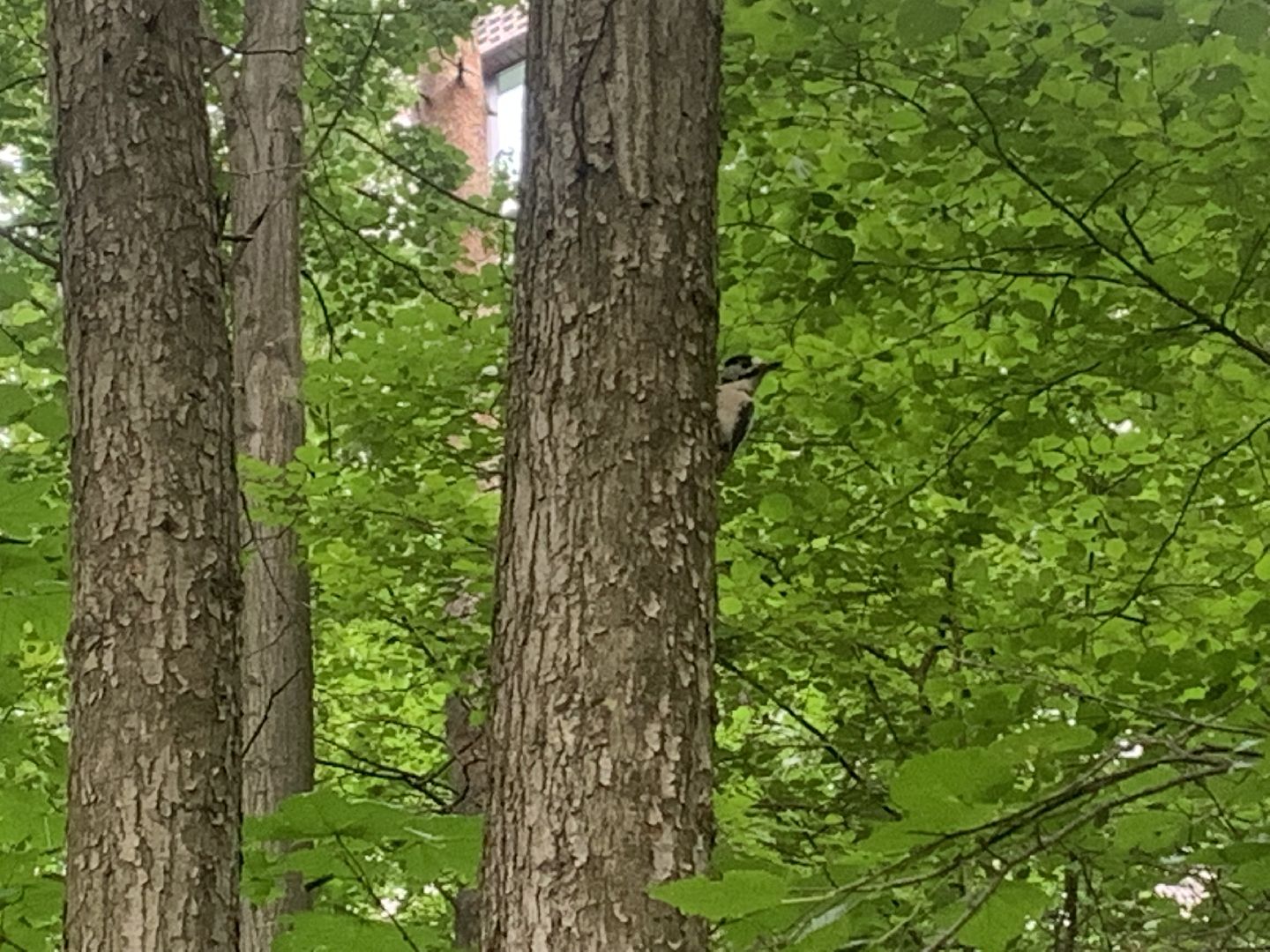 Дятлы, природа, лес, Крсногорск