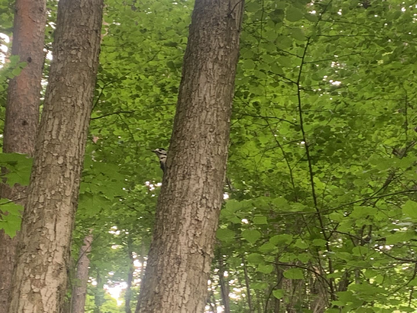 Дятлы, природа, лес, Крсногорск