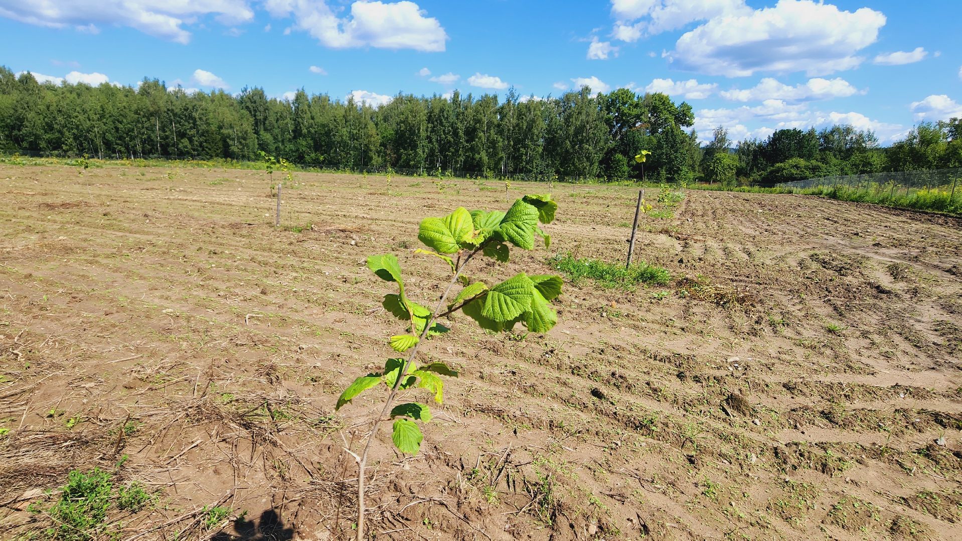 Подмосковье, Ивантеевка, экономика