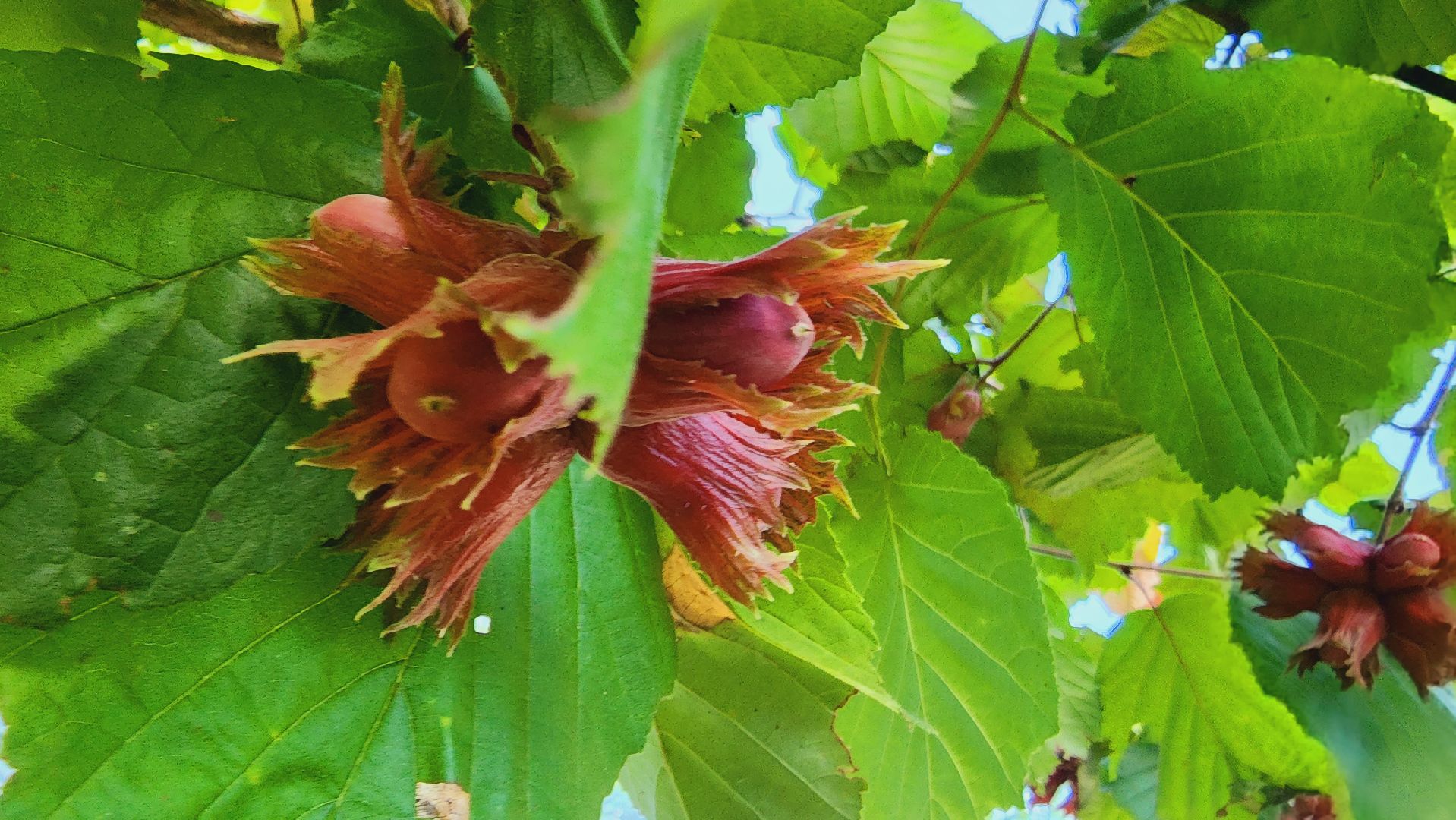 Подмосковье, Ивантеевка, экономика