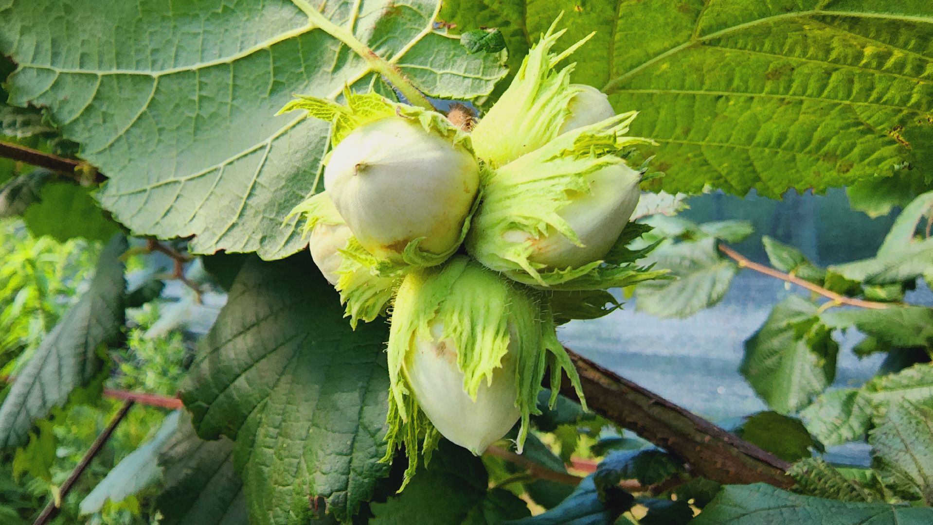 Подмосковье, Ивантеевка, экономика