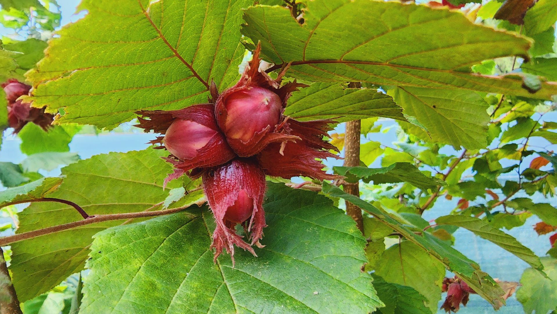 Подмосковье, Ивантеевка, экономика