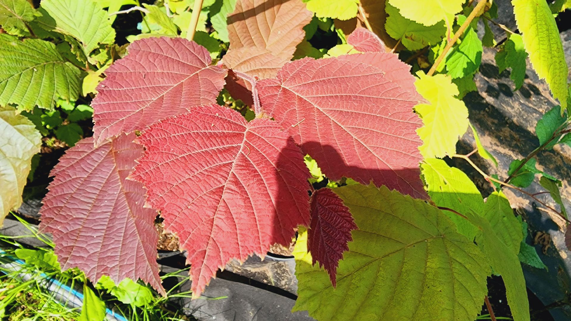 Подмосковье, Ивантеевка, экономика