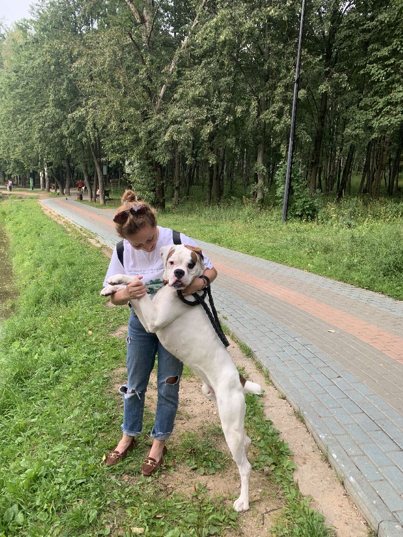 Собаки, Белаз, дрессировка, кинолог,немецкий боксер, Красногорск